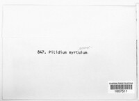 Image of Pilidium myrtinum